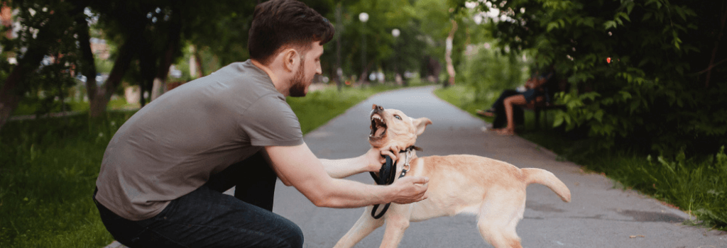 Fort Smith Dog Bite Lawyer